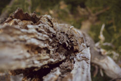 BOSQUE II