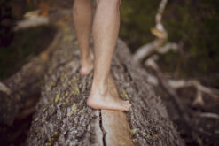 BOSQUE III